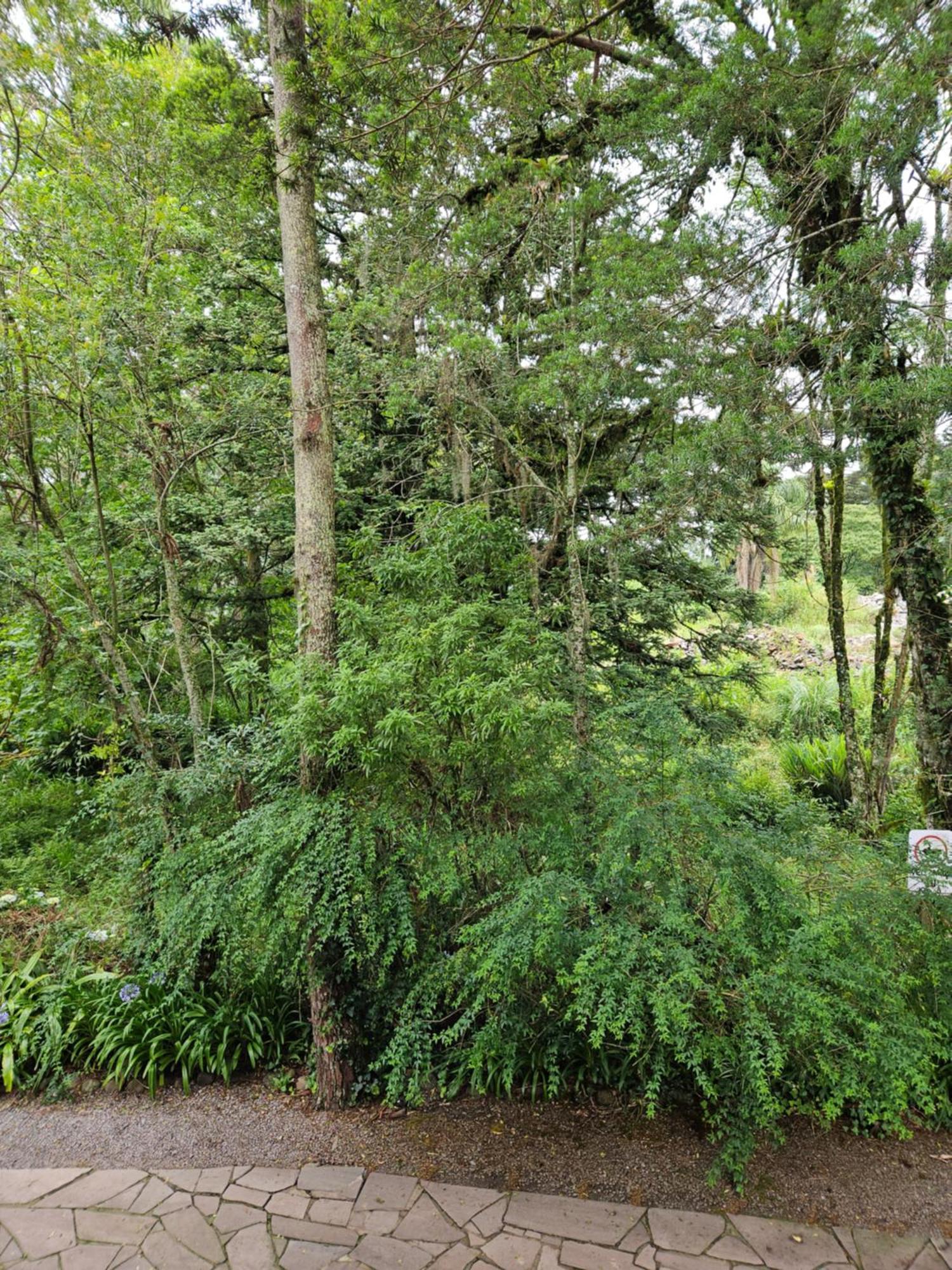 Cantinho Das Oliveiras. Gramado Zewnętrze zdjęcie